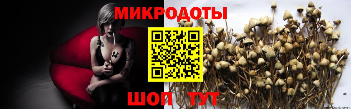 Чистополь  Псилоцибиновые грибы ЛСД  Вход с VPN  Галлюциногенные грибы Psilocybe 